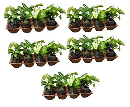 Coir Seedling Tray - Coconut Fiber, 18cm Wide X 14cm Deep X 4cm High | Eco-friendly Light Brown, Rectangular Design For Seed Germination