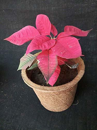 Coir Garden Coir Pot - Natural Coconut Fiber, Circular Design, Light Brown Color | Eco-friendly, Biodegradable, Air Pruning For Smooth Transplanting