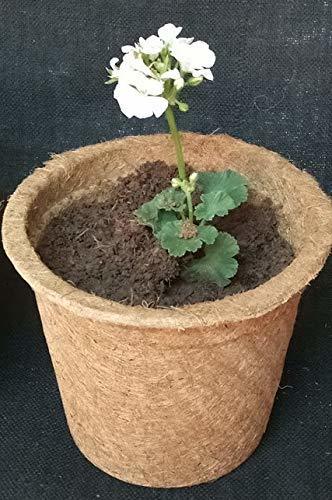 Coir Garden Coir Pot - Natural Coconut Fiber, Circular Design, Light Brown Color | Eco-friendly, Biodegradable, Air Pruning For Smooth Transplanting