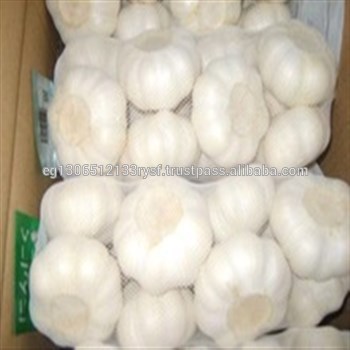Fresh White Garlic