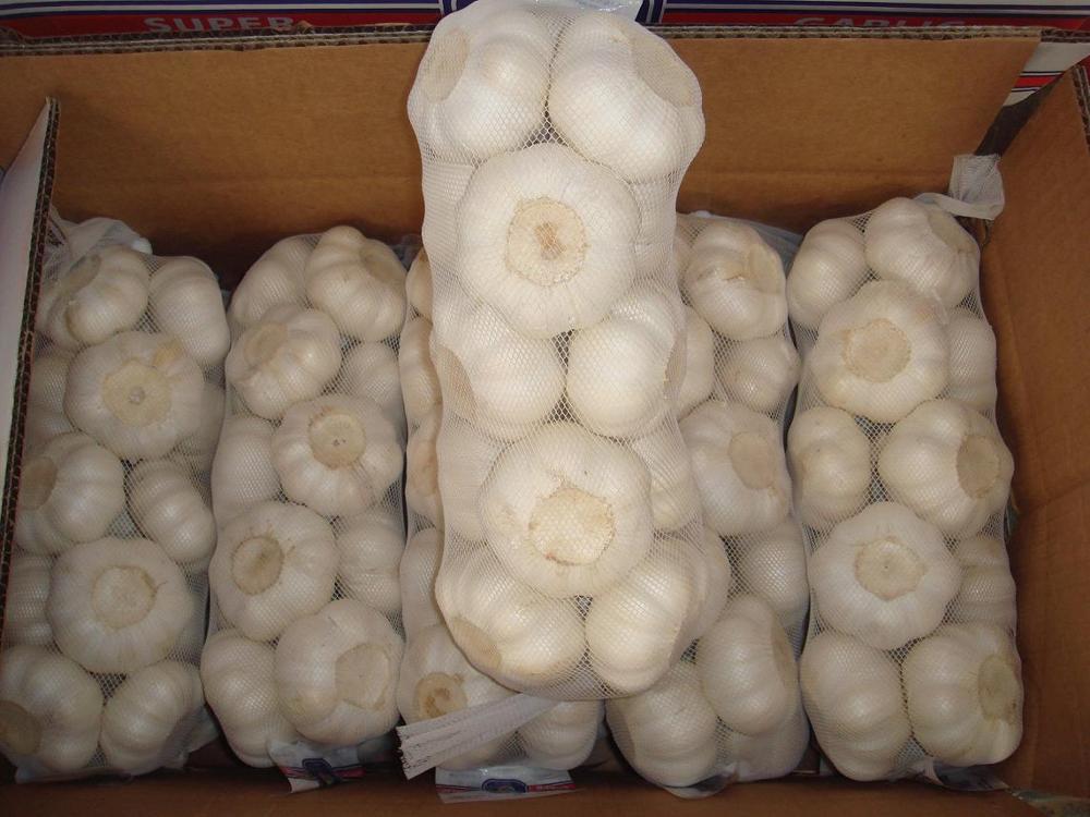 Fresh White Garlic