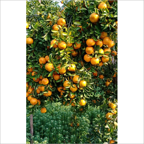 Fresh Orange - Organic Whole Citrus Fruit , Naturally Shaped With Electrolytes, Vitamins, Minerals, & Antioxidants, Available In Bulk