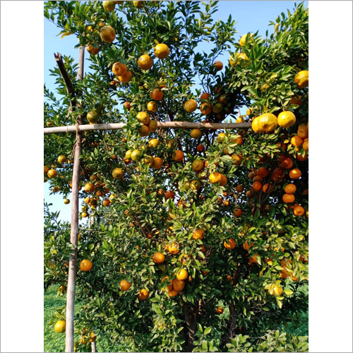 Fresh Orange - Organic Whole Citrus Fruit , Naturally Shaped With Electrolytes, Vitamins, Minerals, & Antioxidants, Available In Bulk