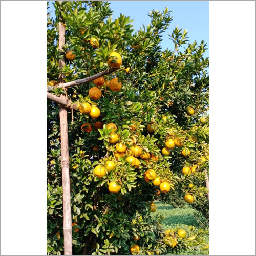 Fresh Orange - Organic Whole Citrus Fruit , Naturally Shaped With Electrolytes, Vitamins, Minerals, & Antioxidants, Available In Bulk