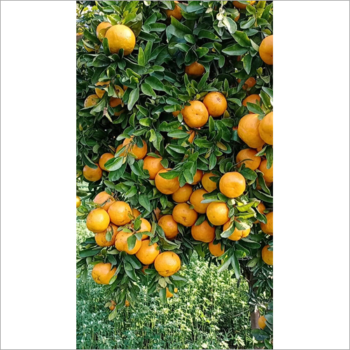 Fresh Orange - Organic Whole Citrus Fruit , Naturally Shaped With Electrolytes, Vitamins, Minerals, & Antioxidants, Available In Bulk