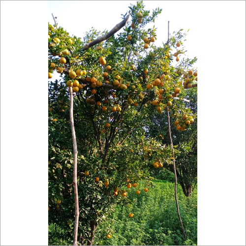 Fresh Orange - Organic Whole Citrus Fruit , Naturally Shaped With Electrolytes, Vitamins, Minerals, & Antioxidants, Available In Bulk