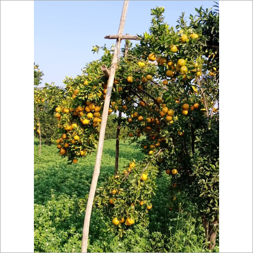 Fresh Orange - Organic Whole Citrus Fruit , Naturally Shaped With Electrolytes, Vitamins, Minerals, & Antioxidants, Available In Bulk