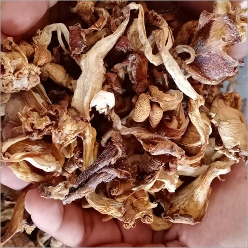 Light Brown Dry Mushroom
