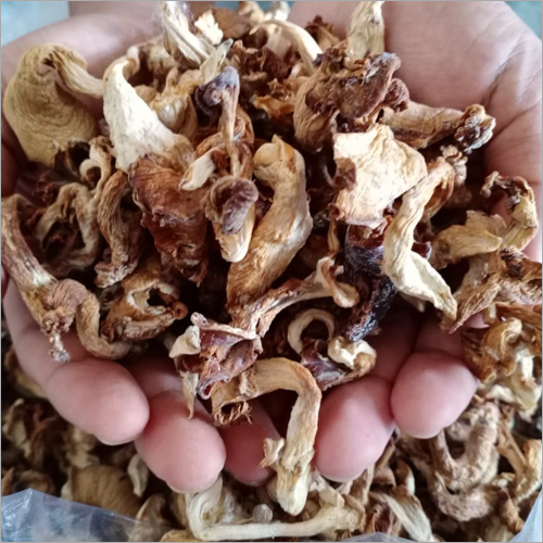 Light Brown Dry Mushroom