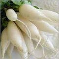 Radish