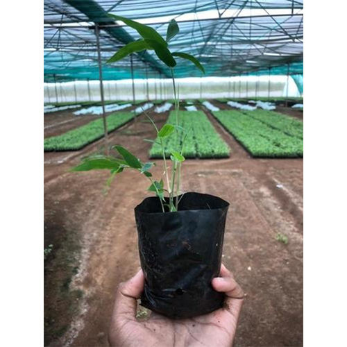 Green Bamboo Seedlings