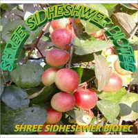 ग्रीन रेड थाई एप्पल प्लांट