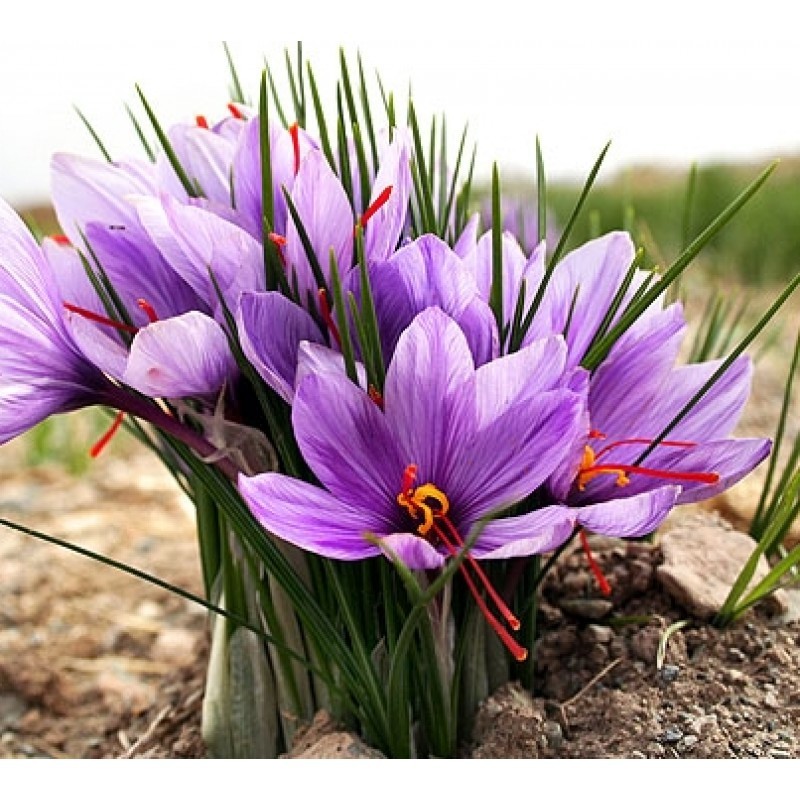 Saffron Flavor - Dry Saffron, Manual Processing | Culinary Ingredient For Spice, Food Coloring, Flavoring Agent In Baking & Beverages