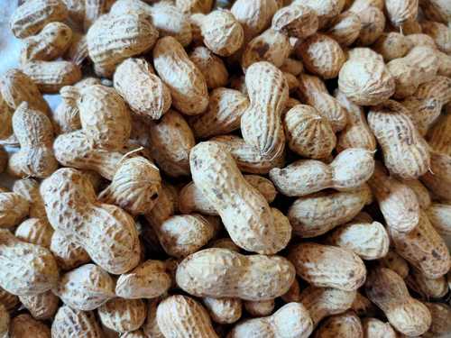 ताजा मूँगफली