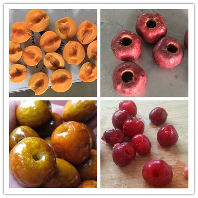 Plum Cherry Pitting Machine Capacity: 500 Kg/day