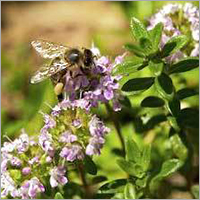 थाइम ऑइल