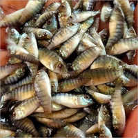 Monosex Tilapia Fish Seeds