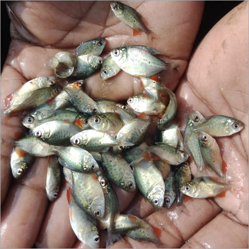 Rupchanda Fish Seeds