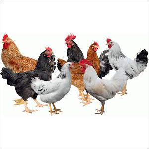 कुरोइलर एफएफजी चिक्स