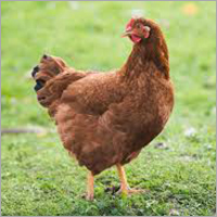 रोड आइलैंड रेड चिक्स