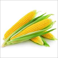 पीली मक्का