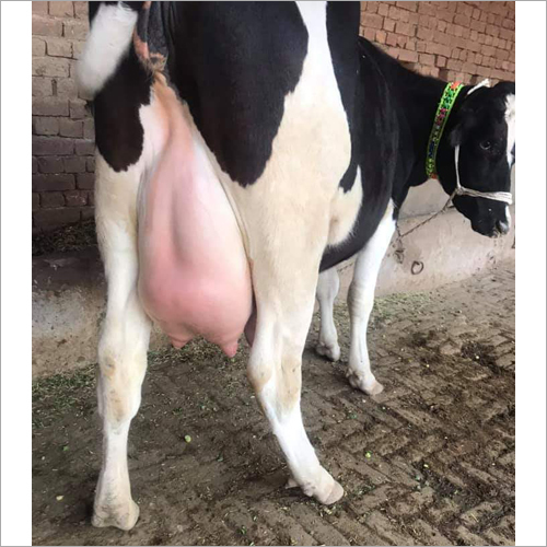 Pure Hf Cow