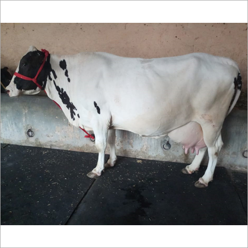 Pure Hf Cow