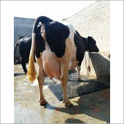 Pure Hf Cow