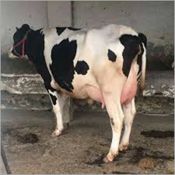 Pure Hf Cow