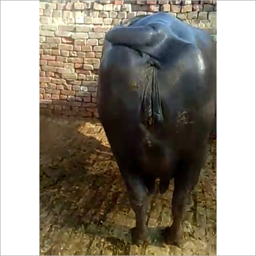 Pure Murrah Buffalo