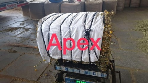 येलो फ्रूट नाइटशेड