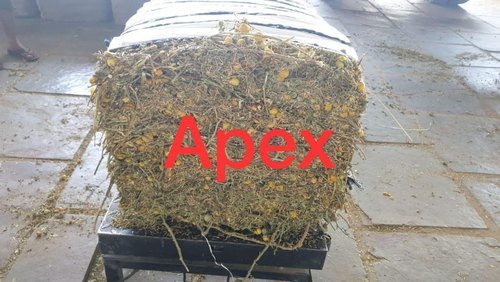 येलो फ्रूट नाइटशेड
