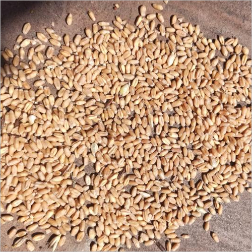 Milling Wheat - 1000 kg, 13-14% Moisture, 10-14% Protein, 8-12% Gluten, Tan Color, Falling Number 250-350, 1.5-2.0% Ash Content