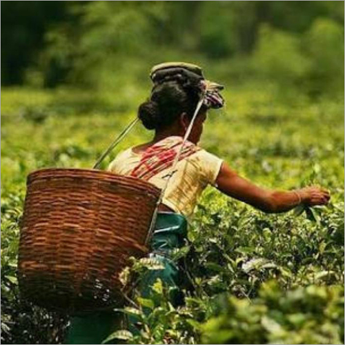 Ctc Tea - Organic Dried Brown Leaves | Strong Aroma And Taste, Antioxidants For Immunity And Cancer Cell Defense