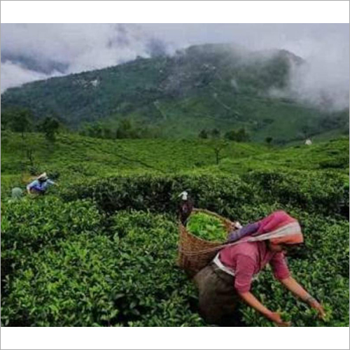 Ctc Tea - Organic Dried Brown Leaves | Strong Aroma And Taste, Antioxidants For Immunity And Cancer Cell Defense