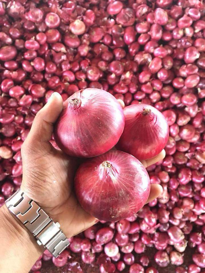 Round To Slightly Oval In Shape Fresh Red Onion