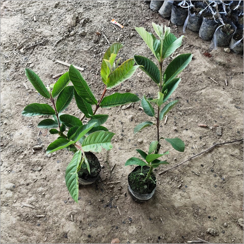 अमरूद का पौधा