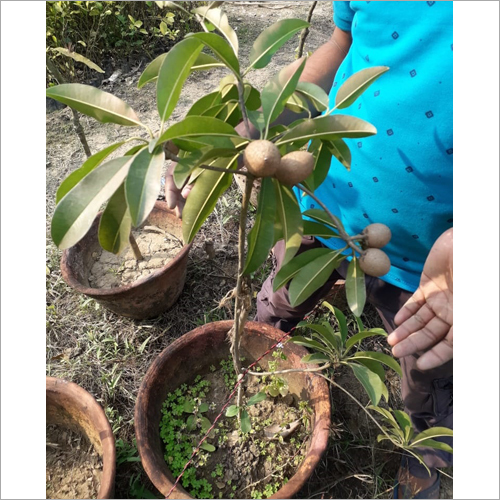 चीकू का पौधा