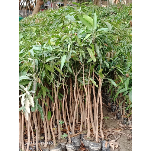 Mango Plant
