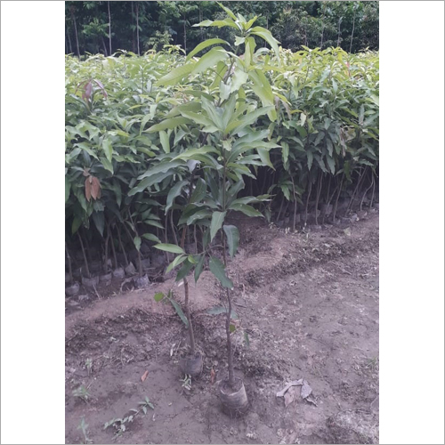 Mango Plant
