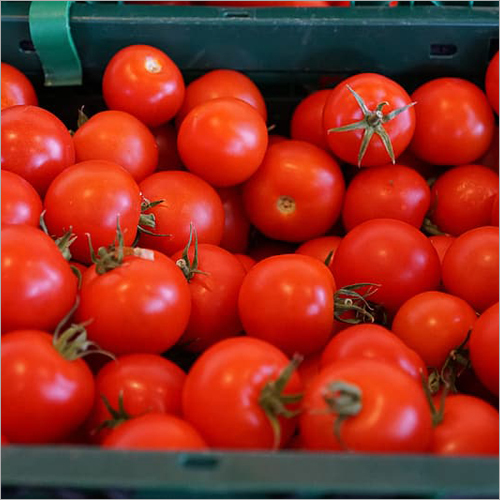 Red Tomato - Organic Fresh Produce | Natural Shape, Ideal For Hotels, Households, Cooking, And Culinary Uses