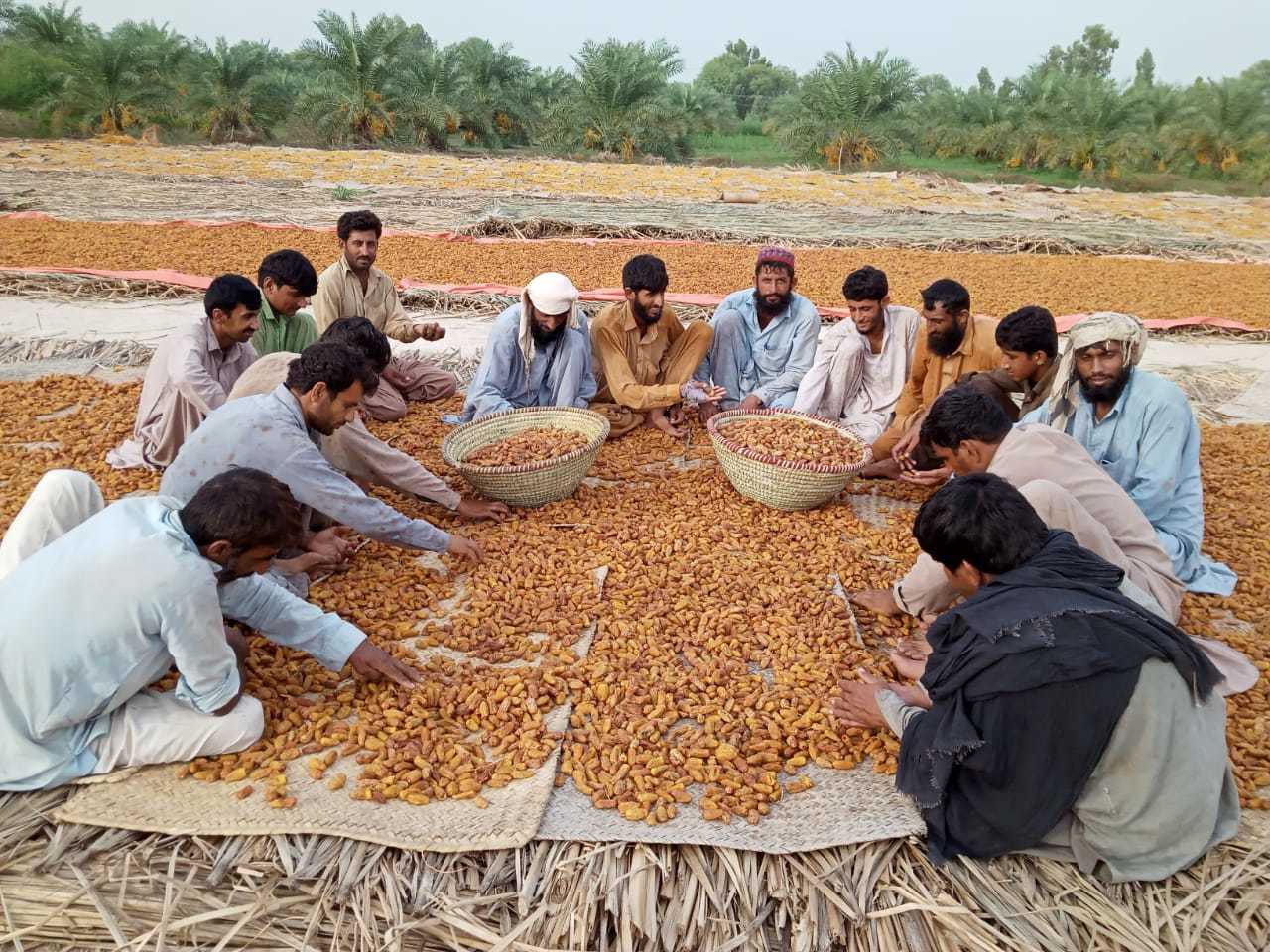 Sweet Dried Dates
