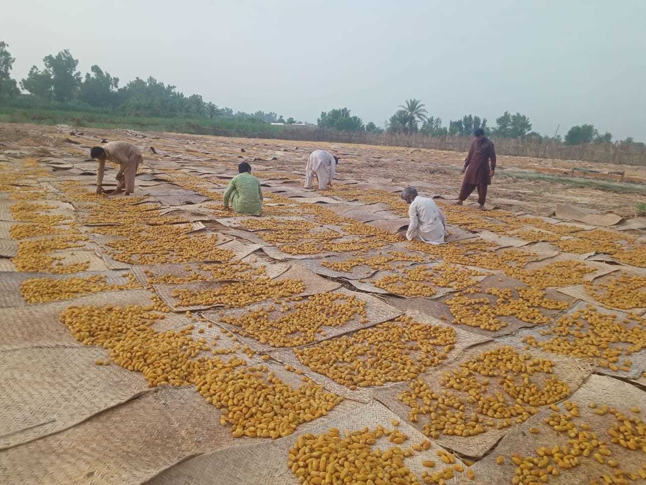 Sweet Dried Dates