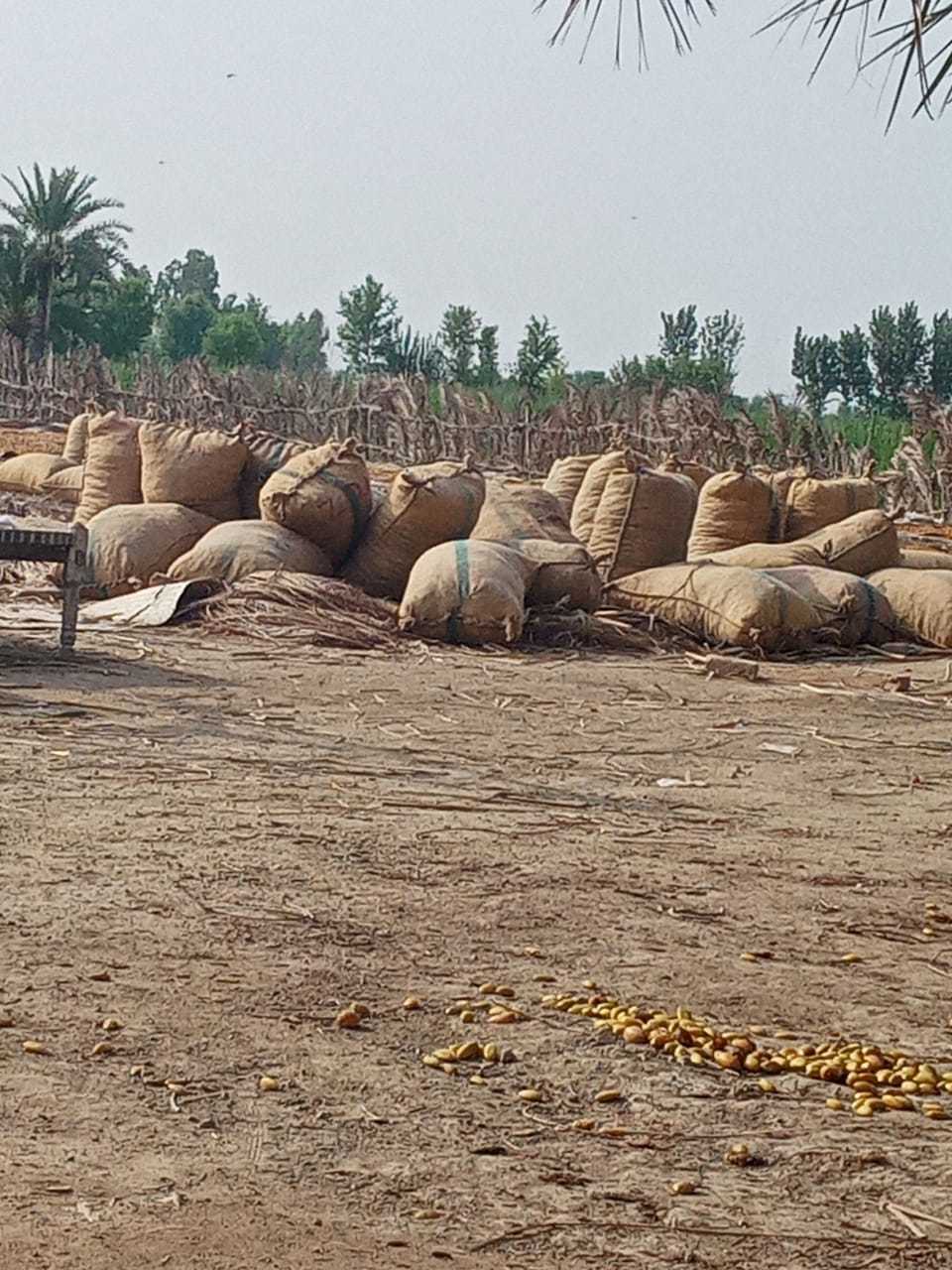 Sweet Dried Dates