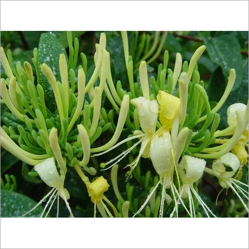 Brown Honeysuckle Extract