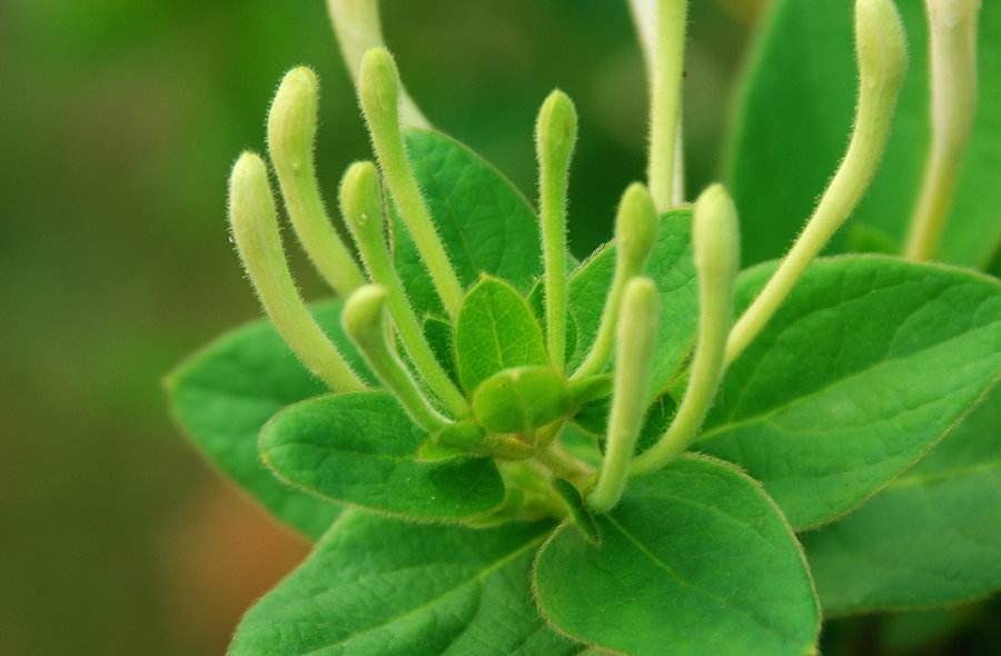 Brown Honeysuckle Extract