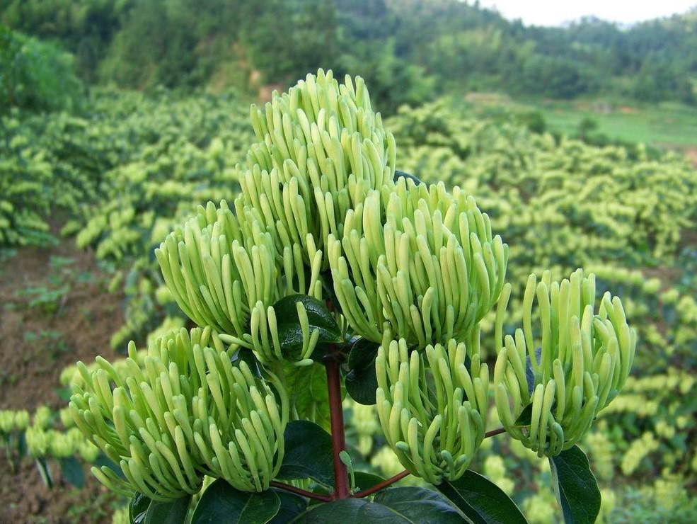 Brown Honeysuckle Extract