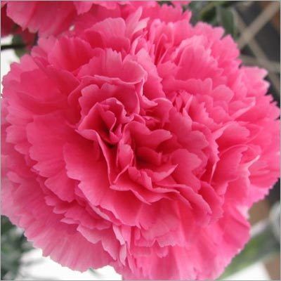 Carnation