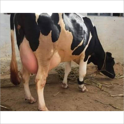 Black-white Hf Breed Cow