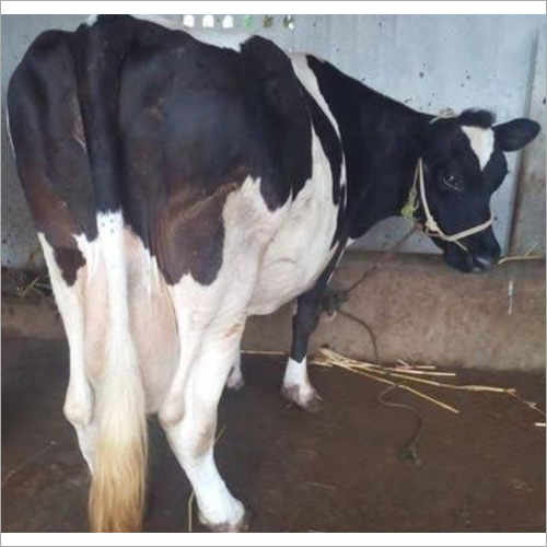 Black-white Hf Breed Cow